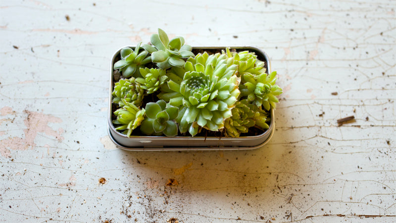 Six Easy Ways to Upcycle an Empty VerMints Tin