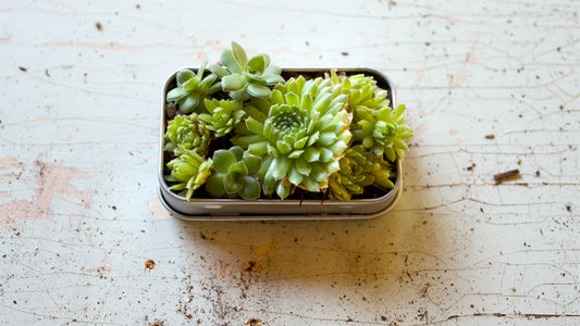 Six Easy Ways to Upcycle an Empty VerMints Tin